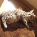 人大好きゴロゴロ甘えん坊のグレーちゃん