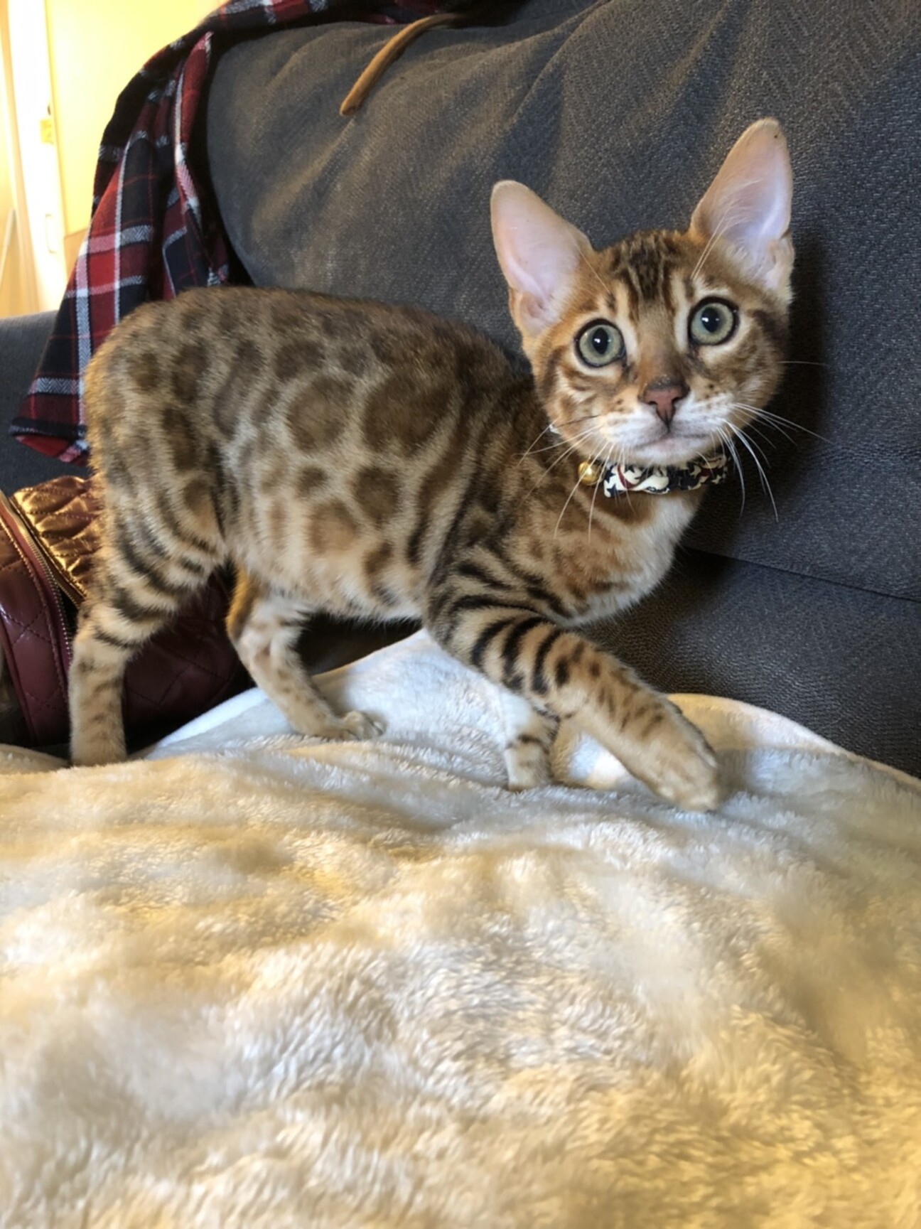 ベンガル4ヶ月男の子 大阪府 猫の里親募集 ペットのおうち 月間利用者150万人