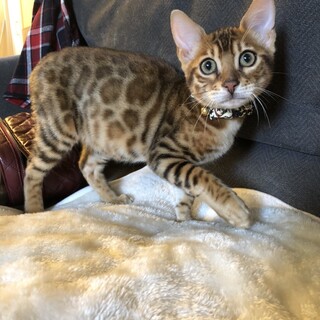 ベンガル4ヶ月男の子