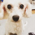 繁殖引退犬ビション