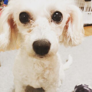 繁殖引退犬ビション