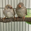 メスの錦華鳥　今年10月26日と11月初旬生まれ
