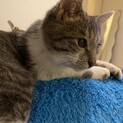 可愛いお顔の元気いっぱいな子猫♂