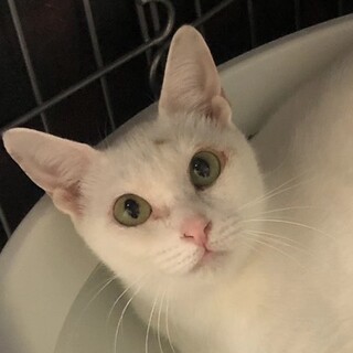 HELP❗️綺麗な白ミケ尻尾な女の子❤️こう