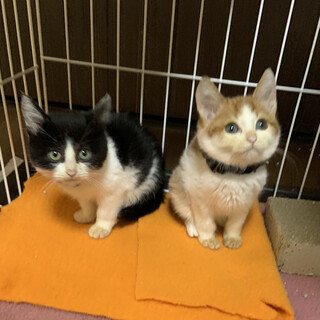 可愛い丸顔の兄弟子猫　里親さん決定!!