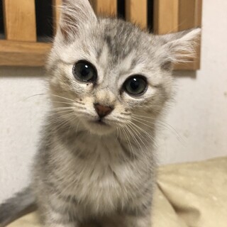 募集一時停止　cuteな女子しおり