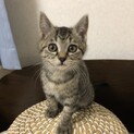 人馴れ抜群頭の良い女の子