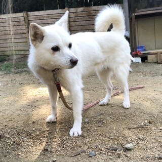 白毛のかわいいメロ子ちゃん10歳