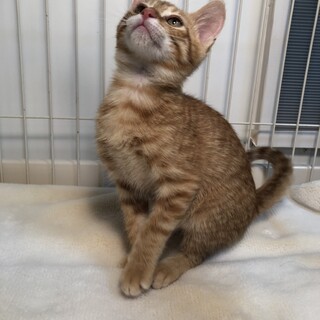 可愛いだけじゃダメ！悟った賢いマルオ君