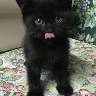 母猫と5匹の子猫たち(黒子猫♂)