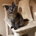 うずまき模様のキジ猫とふわふわサビちゃん
