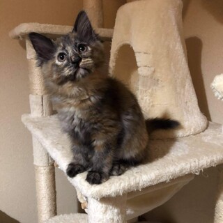 うずまき模様のキジ猫とふわふわサビちゃん