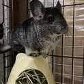 チンチラ　雄　一歳半