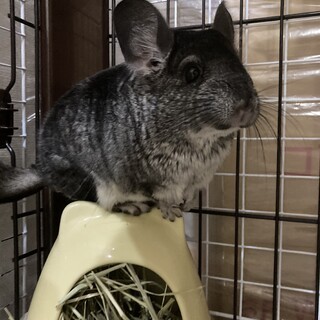 チンチラ　雄　一歳半