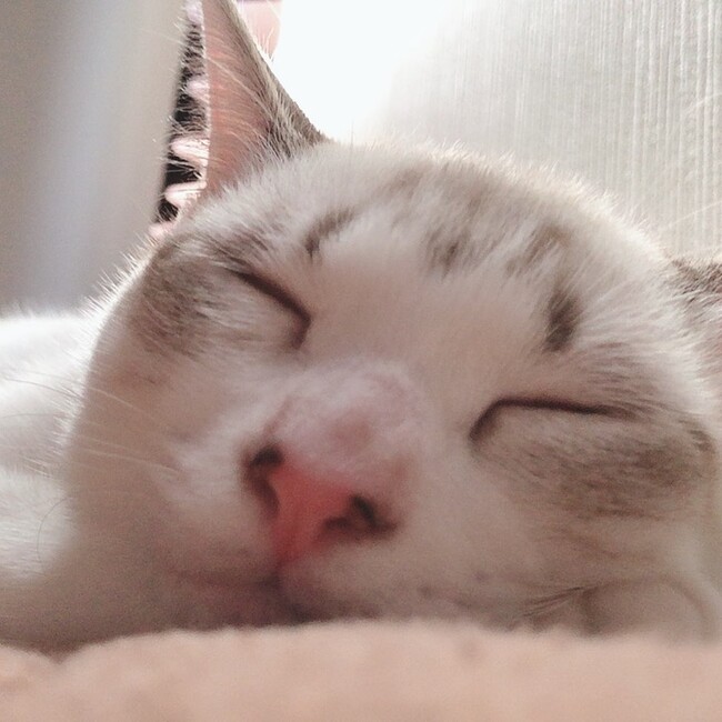 シエル♡のカバー写真