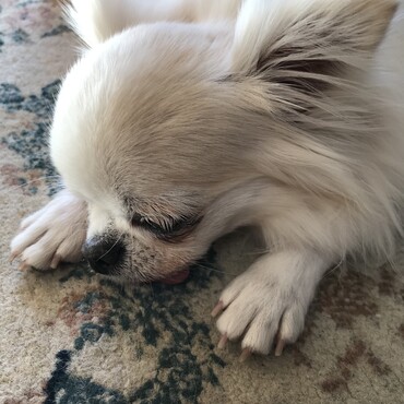 チャムちゃん、明日の手術頑張ってね！一緒に頑張って元気になろうね♡あざみ