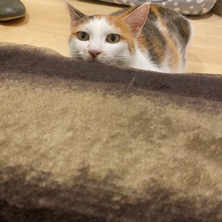 きれいな三毛猫ちゃんの家族探してます