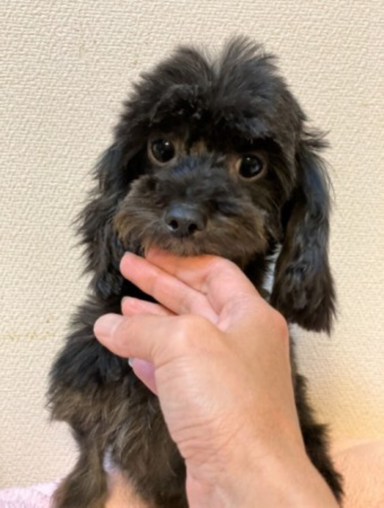 ダックスとトイプードルm 東京都 犬の里親募集 ペットのおうち 月間利用者150万人