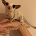 フクロモモンガ　メス3匹