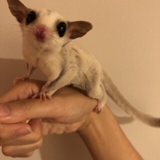 フクロモモンガ　メス3匹