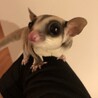 フクロモモンガ　メス3匹 サムネイル2