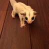 フクロモモンガ　メス3匹 サムネイル3