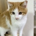 レッサーパンダ風⁉︎丸顔なパンくん❤️