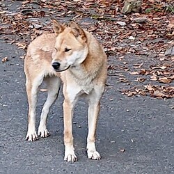 ノハラちゃん捕獲まで・発見編