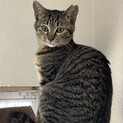一時停止中　キュートなキジガール♪
