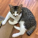 お兄ちゃんな♪キジ白君