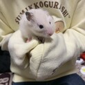 ハムスターの赤ちゃん