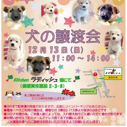 譲渡会 サムネイル1