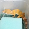 トレンパーアルビノちゃん☆