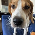 ビーグルのニコちゃん　ずっとの家族が出来ました