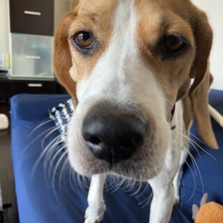 ビーグルのニコちゃん　ずっとの家族が出来ました