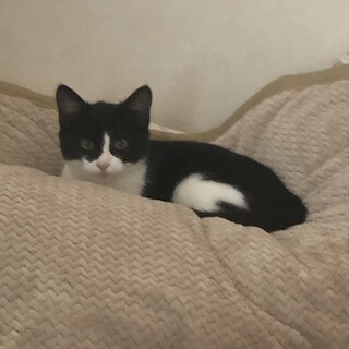 白黒はちわれ3.5ヶ月の男の子