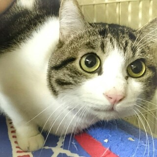 うさちゃんのような「ぴょん太」くん