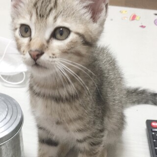 猫の里親募集中