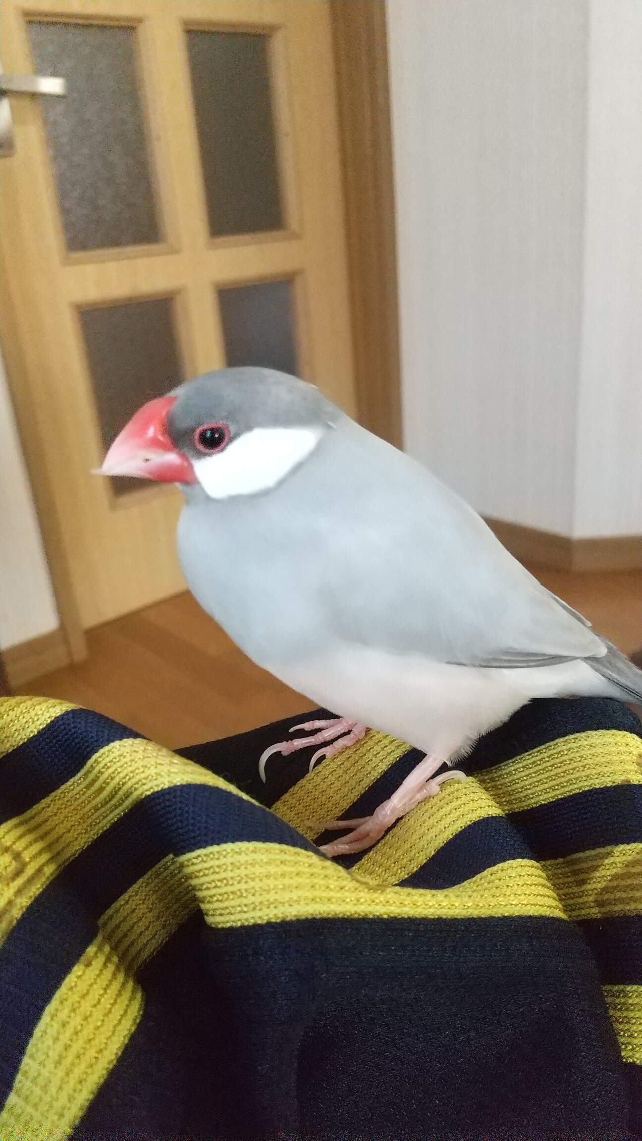 シルバー文鳥の里親募集 山口県 鳥の里親募集 3459 ペットのおうち 月間利用者150万人 シルバー文鳥の里親募集 山口県 鳥の里親募集 3459 ペットのおうち 月間利用者150万人