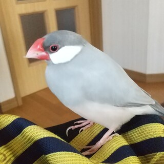 シルバー文鳥の里親募集！