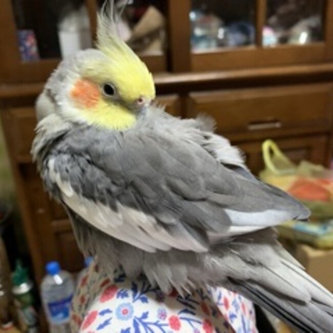 おべえのカバー写真