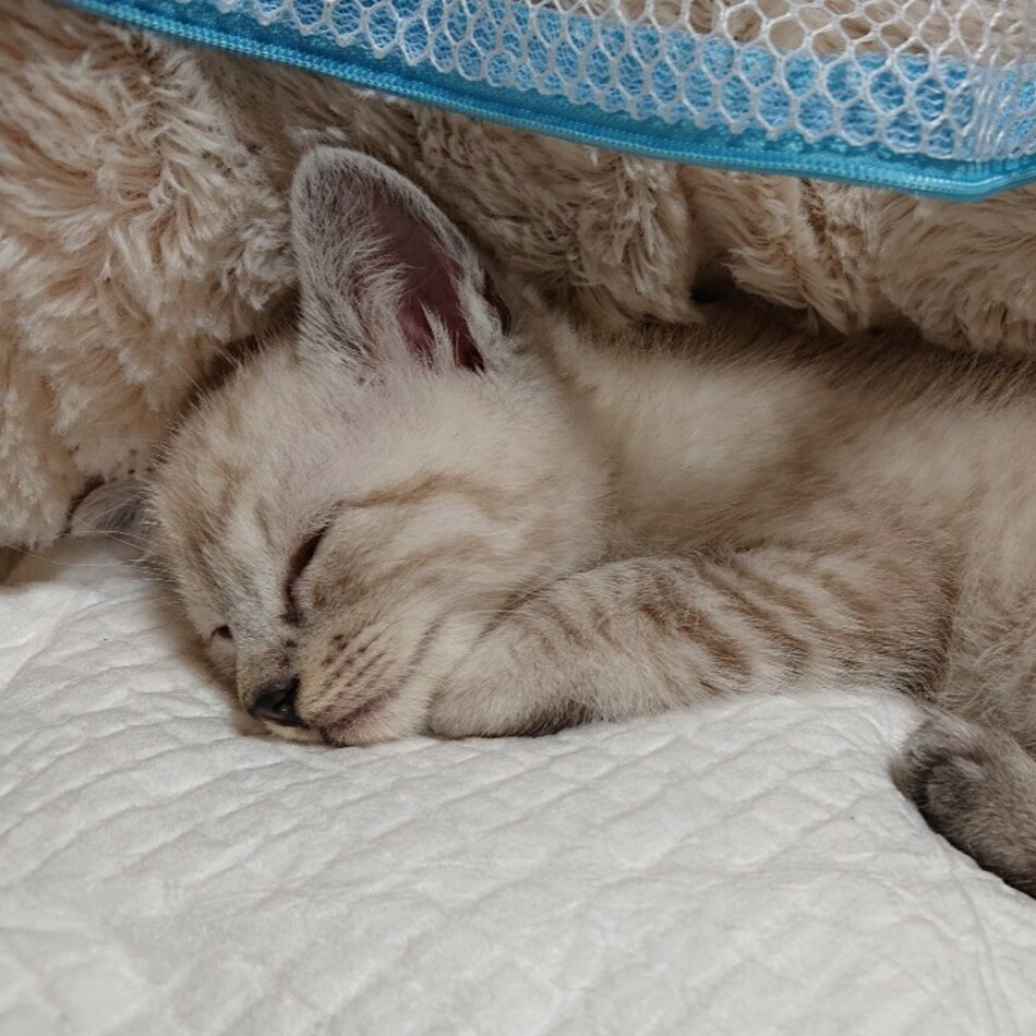 ミルクのカバー写真