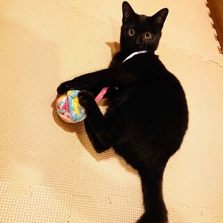 ロータリー生まれのクロネコ光ちゃん