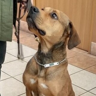 里親決定しましたＭＩＸ♂　１～２歳リキ