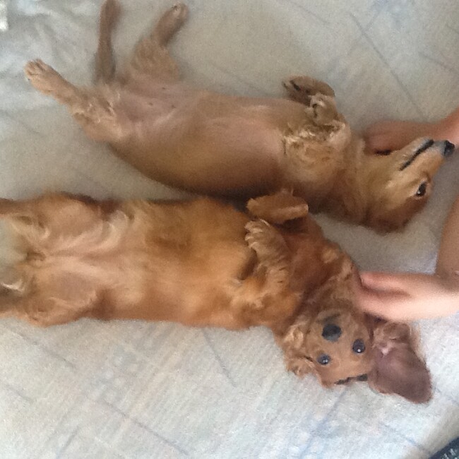 Niereiのカバー写真