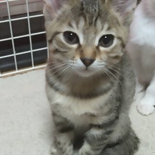 小さいけど好奇心旺盛のテトちゃん