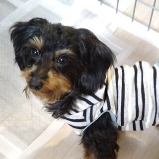 ダックスmix♀モナコ 推定3〜4歳