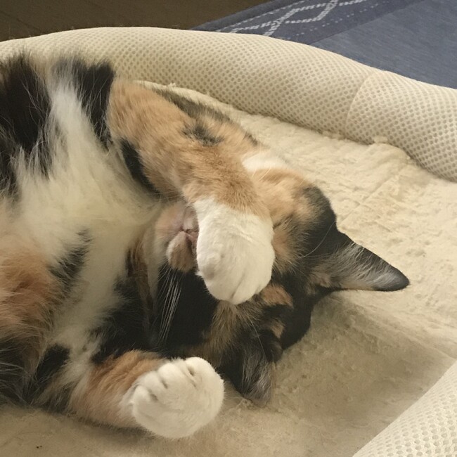 エリーままのカバー写真
