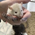 募集終了