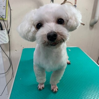 とても甘えん坊なマルチーズ♂ちくわ